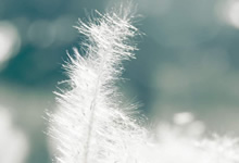 西普大陆霉小球怎么获得